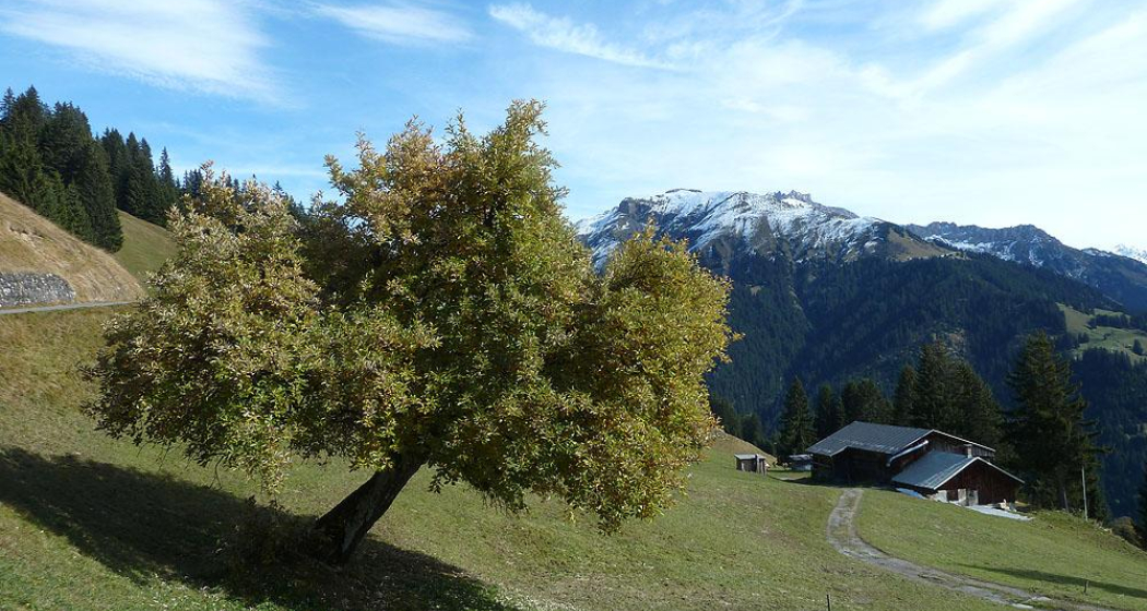 Im Aufstieg oberhalb Pany Im Aufstieg oberhalb Pany