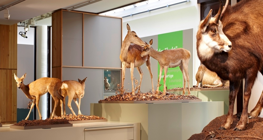 Bündner Naturmuseum Bündner Naturmuseum