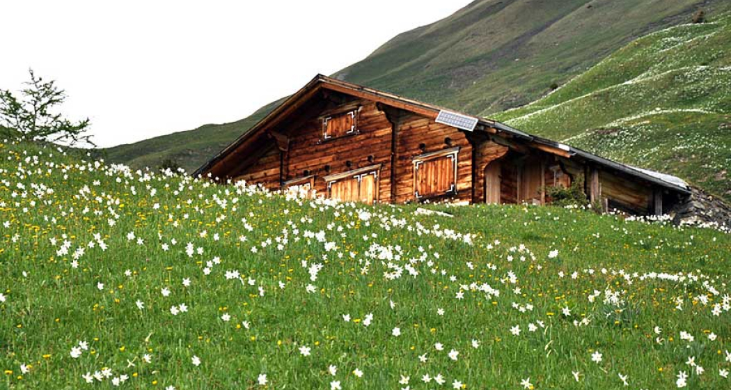 277 Valcaus (oua_1978653_image)