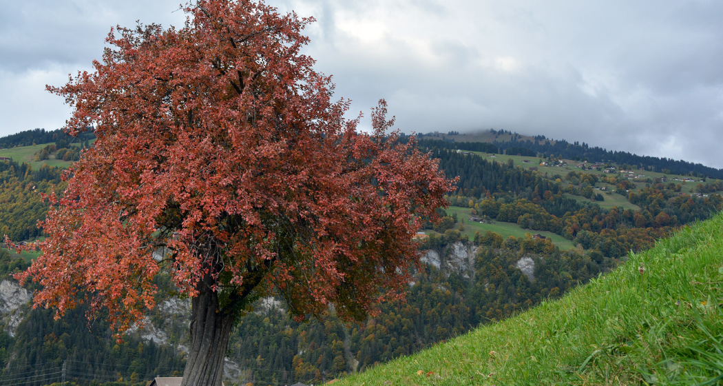 Oberhalb von Fideris Oberhalb von Fideris