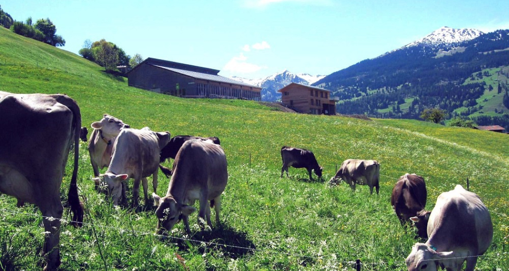 Die Kühe geniessen die Wiesen unterhalb vom Biohof Die Kühe geniessen die Wiesen unterhalb vom Biohof