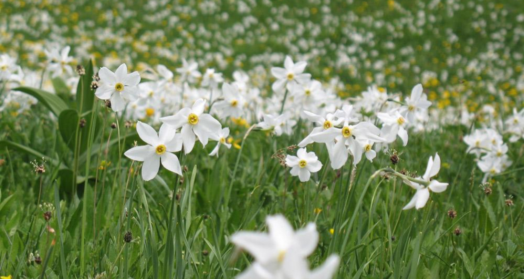 Narzissenfelder in Seewis