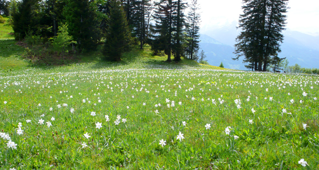 Narzissenwiese in Seewis