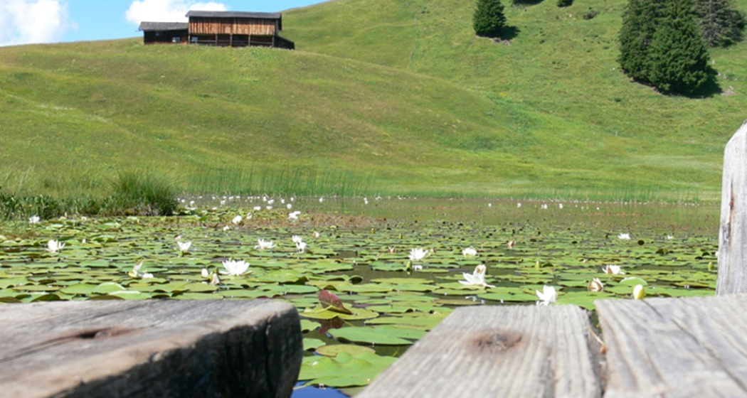 Seerosen auf dem Stelsersee Seerosen auf dem Stelsersee