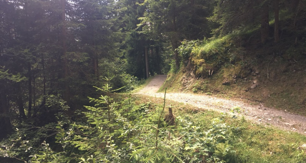 Der Weg im Wald