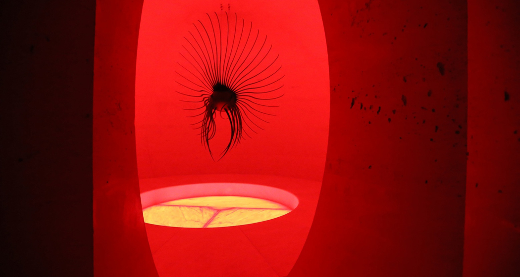 OVO - begehbare Installation (oua_36651369_image) OVO - begehbare Installation (oua_36651369_image)