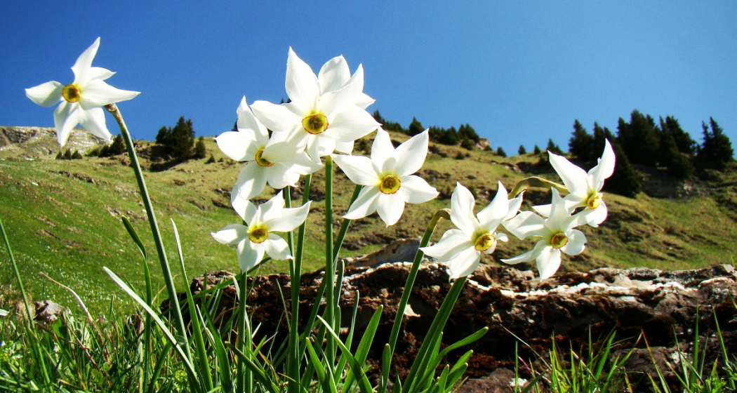 Narzissenpracht im Prättigau Narzissenpracht im Prättigau