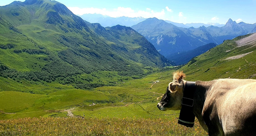 Ausblick in Richtung Valsertobel geniessen, warten bis Gäste vorbeikommen