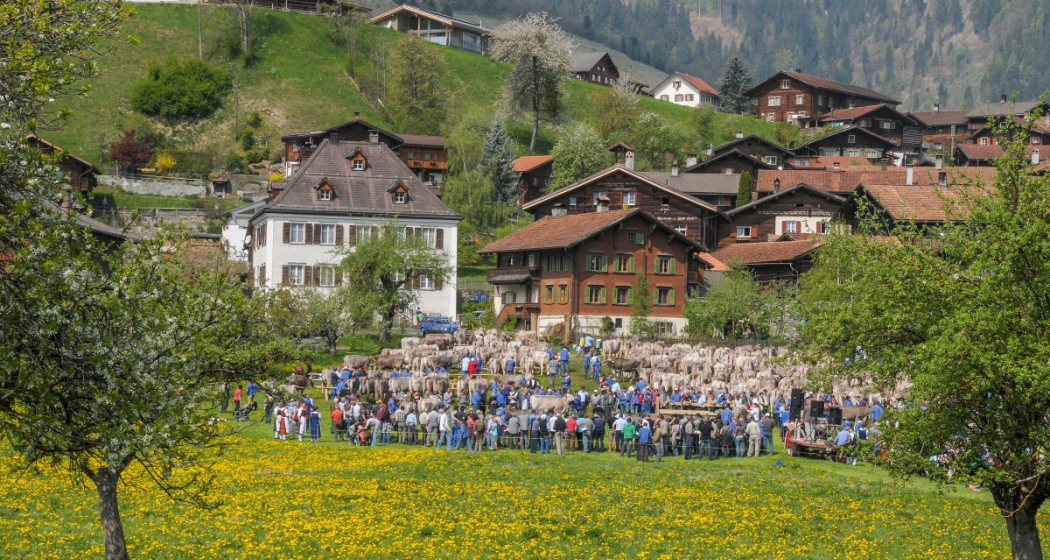 Auch der Viehmarkt hat eine lange Tradition in Jenaz Auch der Viehmarkt hat eine lange Tradition in Jenaz