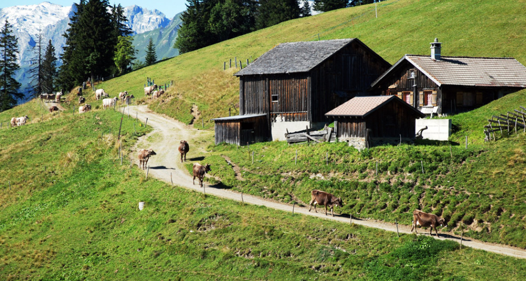 Alp Wiesli Alp Wiesli
