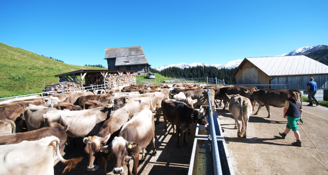 Unsere Kühe in den Sommerferien auf Alp Rona Unsere Kühe in den Sommerferien auf Alp Rona