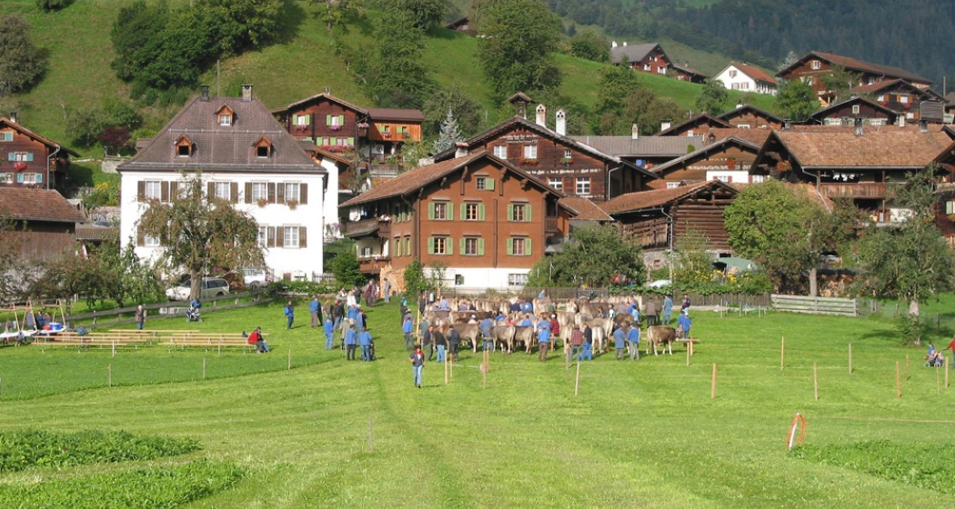 Traditioneller Viehmarkt in Jenaz Traditioneller Viehmarkt in Jenaz