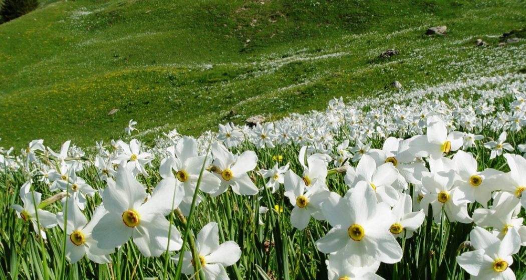 Wilde Narzissenfelder in Seewis Wilde Narzissenfelder in Seewis