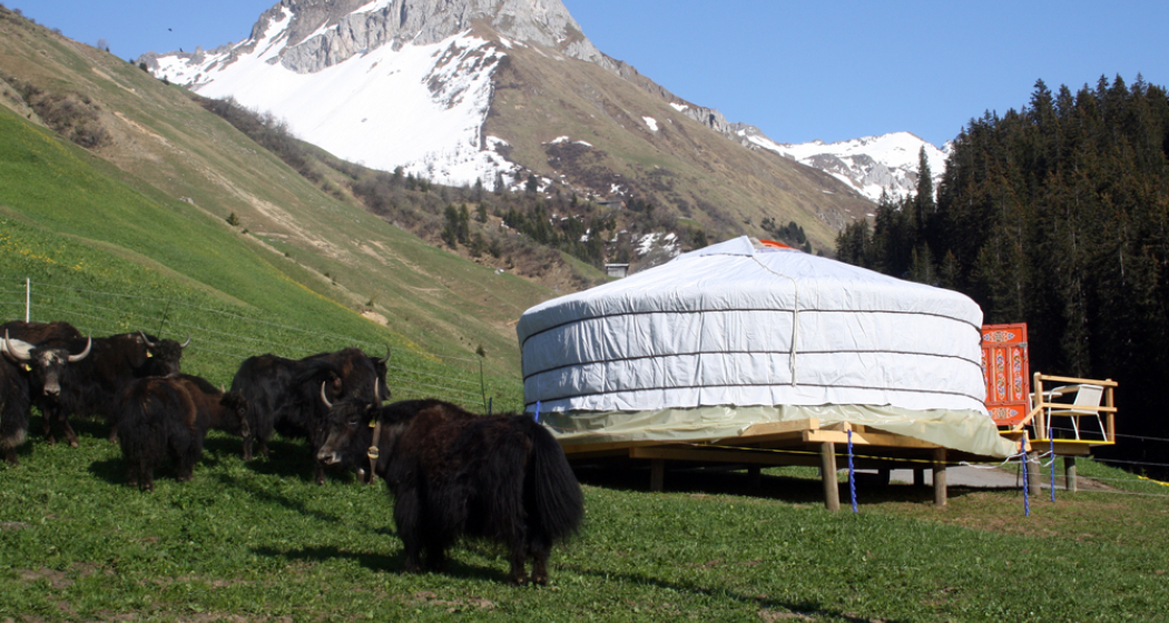 Mongolische Jurte mit Yaks