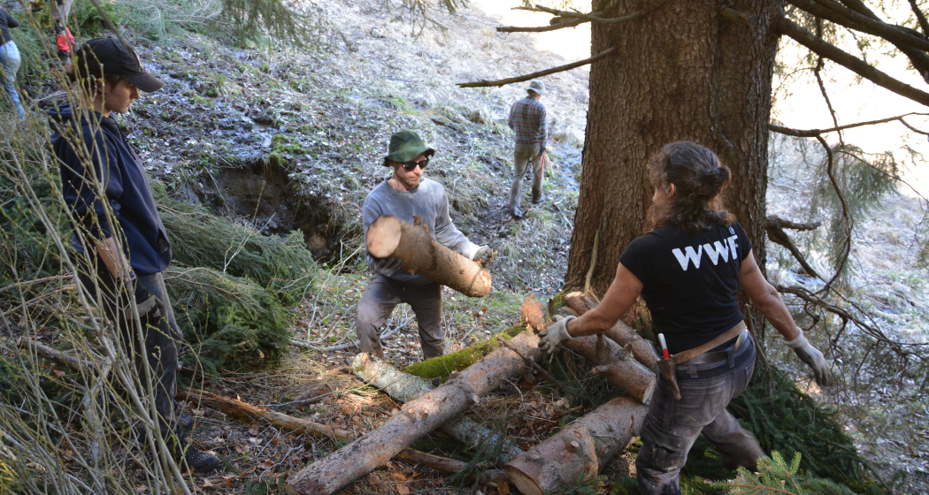 Natur verbindet: Waldrandpflege im abgelegenen Valzeinertal (gdl_872519079_image)