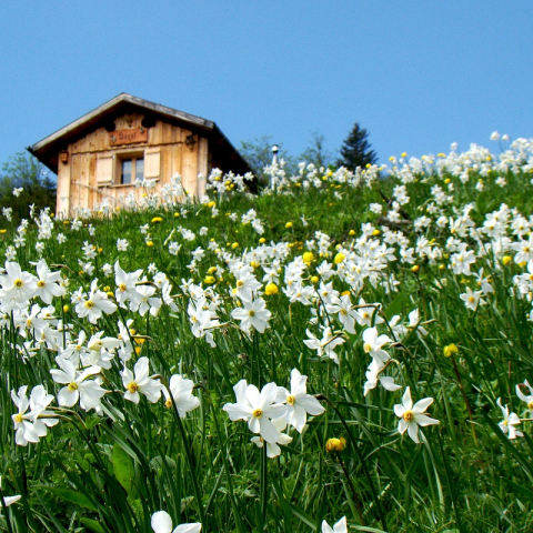 An alpine seasonal pasture 'surrounded' by fragrant daffodils