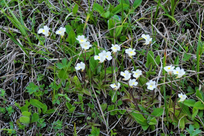 Alpine butterwort, tiny but still a carnivorous plant