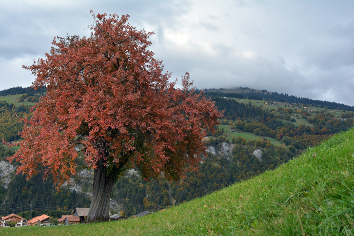Oberhalb von Fideris