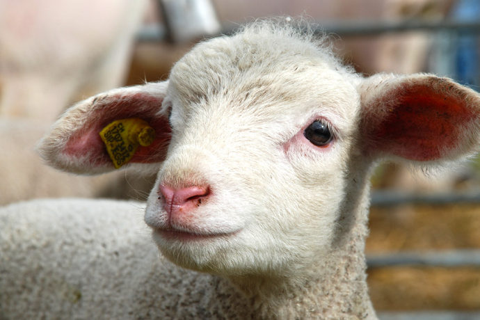 Milchschafhof Riedwies (oua_23840271_image) Milchschafhof Riedwies (oua_23840271_image)