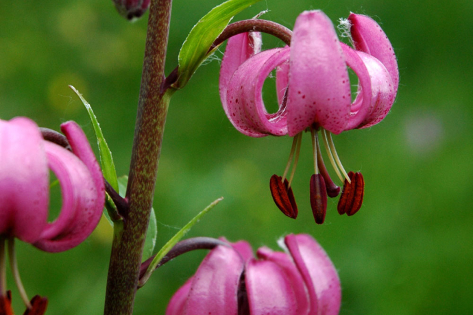 Turk's cap lily - lily family - Lilium martagon