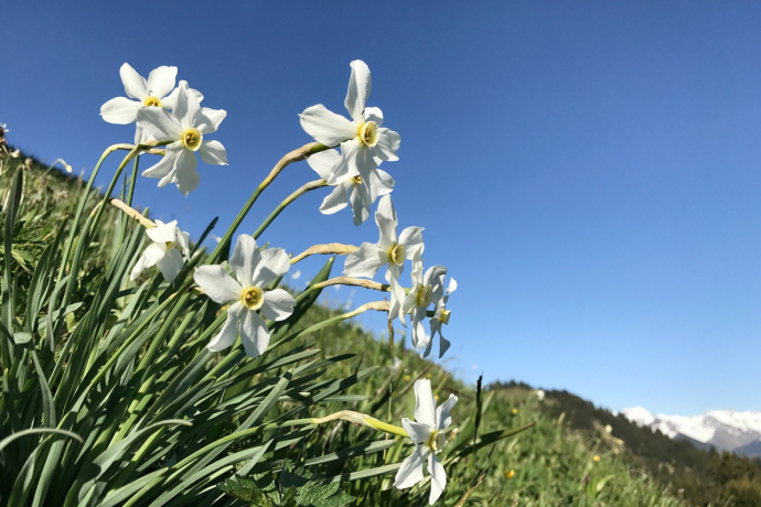 Auch Narzissen findet man am Fanaserberg