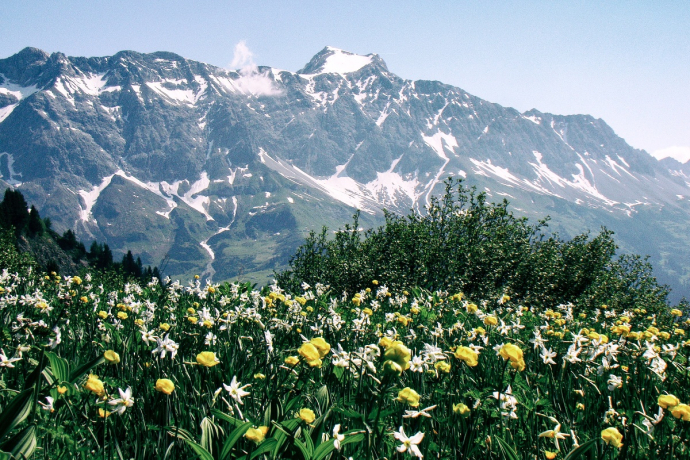 Color splendor in front of the Schesaplana massif