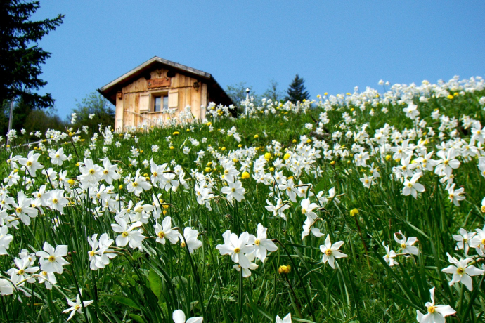 An alpine seasonal pasture 'surrounded' by fragrant daffodils