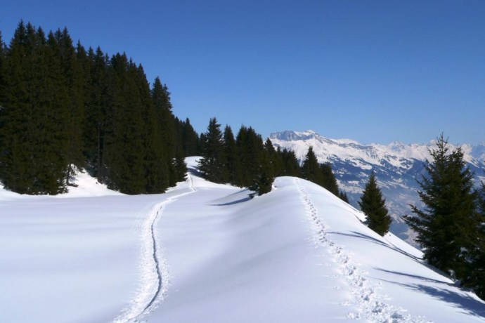 Schneeschuhspuren auf dem "Scäri" Schneeschuhspuren auf dem "Scäri"