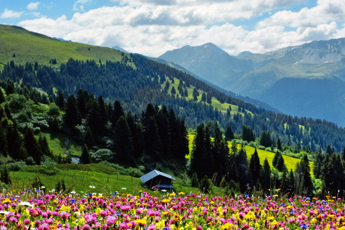 Herrliche Blumenwiese im Schanfigg