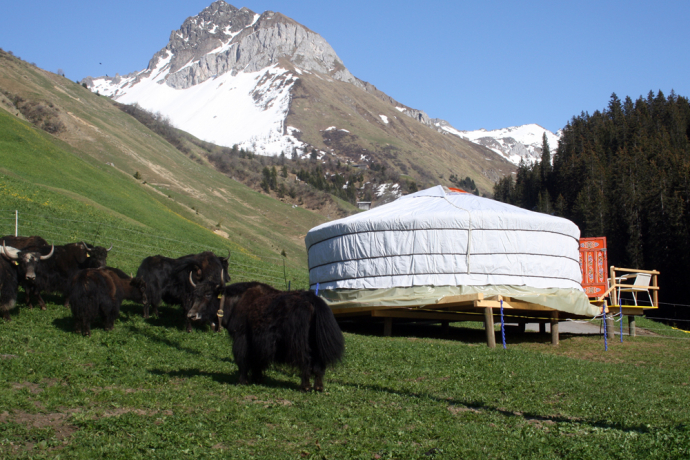 Mongolische Jurte mit Yaks
