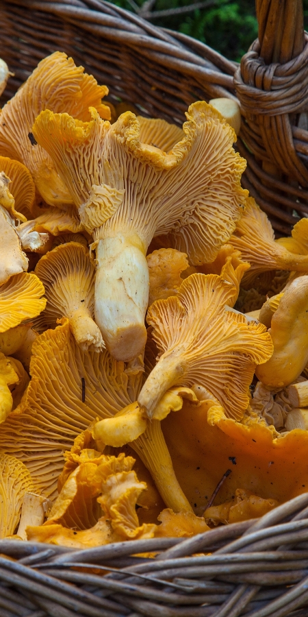 Pilze (Fotoquelle: pixabay.com) Pilze