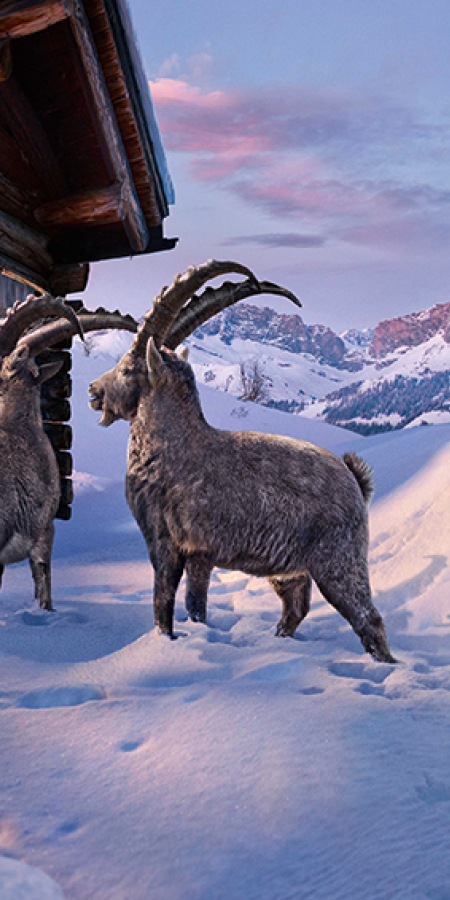 Gian und Giachen im Prättigau Winter