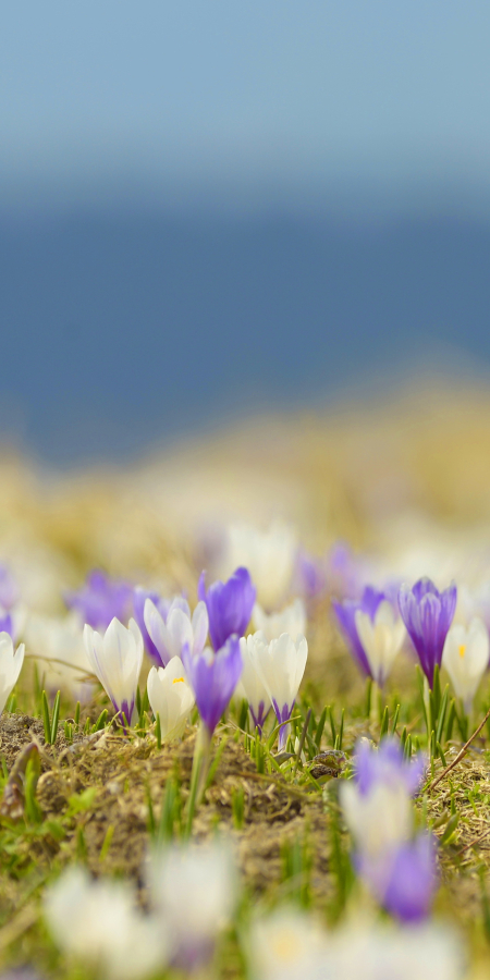 Header Blumen @Marietta Kobald