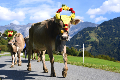 Prättigauer Alp Spektakel (Foto: © Graubünden Ferien / Stefan Schlumpf) Prättigauer Alp Spektakel