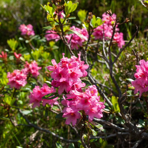 Alpenrosen (Foto: pixabay.com) Alpenrosen