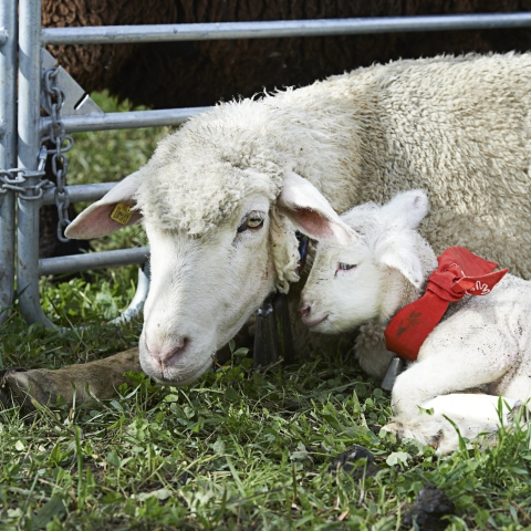 Schafe am Prättigauer Alp Spektakel