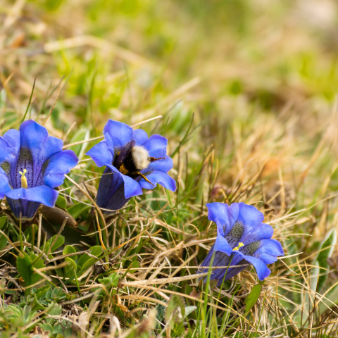 Blauer Enzian