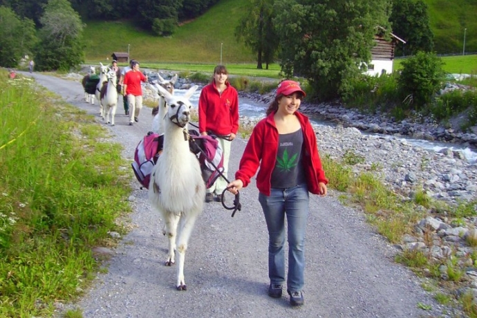 Lama-Trekking im Prättigau