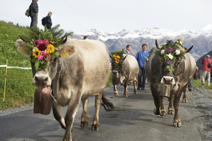 Prättigauer Alp Spektakel (Foto: © Graubünden Ferien / Stefan Schlumpf) Prättigauer Alp Spektakel (Foto: © Graubünden Ferien / Stefan Schlumpf)