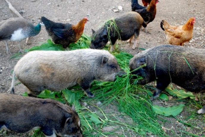 Schweine und Hühner