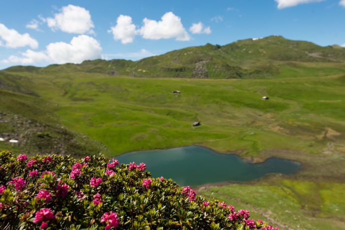 Alpenrosen (Foto: © Marietta Kobald) Alpenrosen