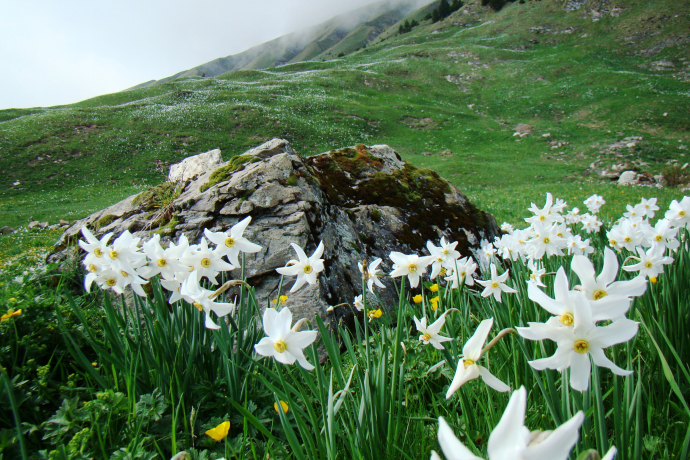 Bergnarzissen_Seewis ©Ernst Gredig Bergnarzissen_Seewis ©Ernst Gredig