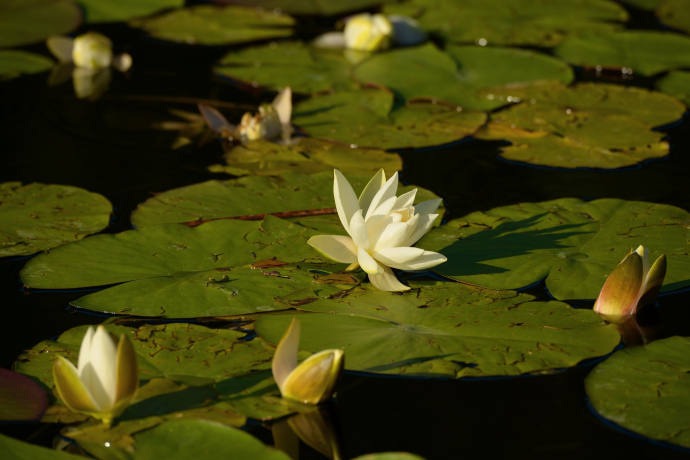 Stelsersee_Seerosen ©Marietta Kobald Stelsersee_Seerosen ©Marietta Kobald
