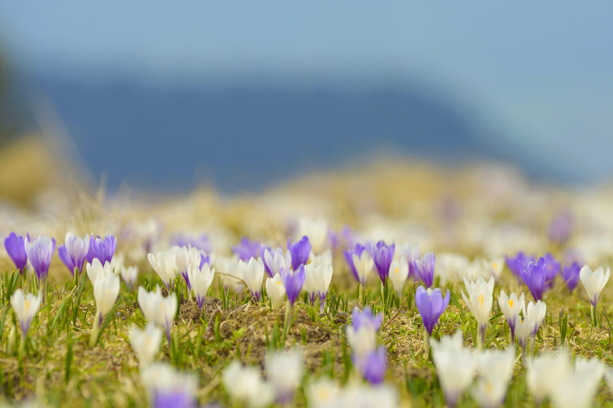 Header Blumen @Marietta Kobald