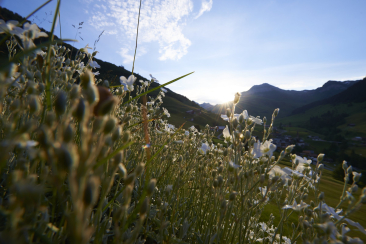 Landschaft in St. Antönien
