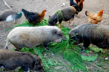 Schweine und Hühner